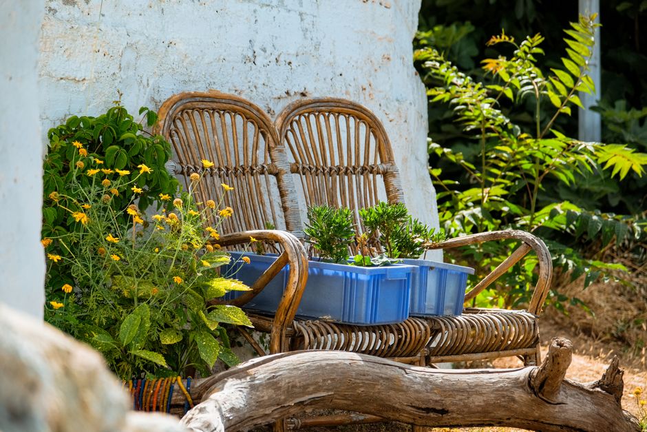 A peaceful outdoor space with wicker chairs and vibrant plants in natural sunlight.